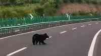 吉林一黑熊上高速遛彎，司機連連受驚，不妨看看深圳這條路的做法