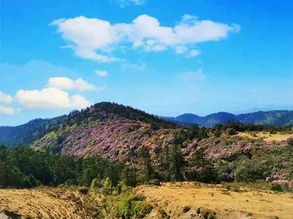 彝州高峰百草嶺（李偉俊攝）（11577764）-20211006080511.jpg