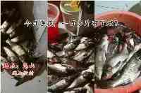 江蘇男子一天射魚上百斤，網友熱議：錨魚已明確入刑，射魚呢？