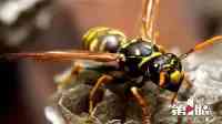 重慶巴南馬蜂蟄死1人傷5人，昆蟲專家：蜂蛹美味切勿隨意摘取