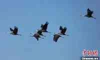 吉林中西部濕地保護區陸續迎來候鳥停歇高峰