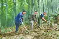 樹立大食物觀，助力打造新時代更高水准的“天府糧倉”四川將建千萬噸級“天府森林糧庫”