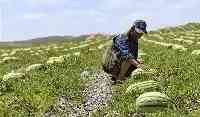 紅極一時的硒砂瓜原來是“生態殺手”？硒砂瓜被禁種，瓜農怎麼辦
