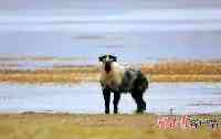 甘肅尕海則岔國家級自然保護區內首次監測到羚牛