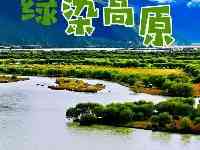 寶“藏”故事丨綠染高原！西藏草原綜合植被蓋度達到47.14%