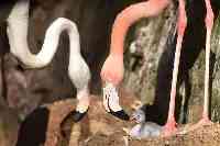 深圳野生動物園自然孵化出殼一隻火烈鳥寶寶