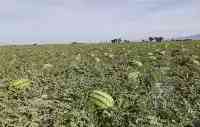 戈壁西瓜危害有多大？年賺20多億的硒砂瓜，為何被局部禁種？