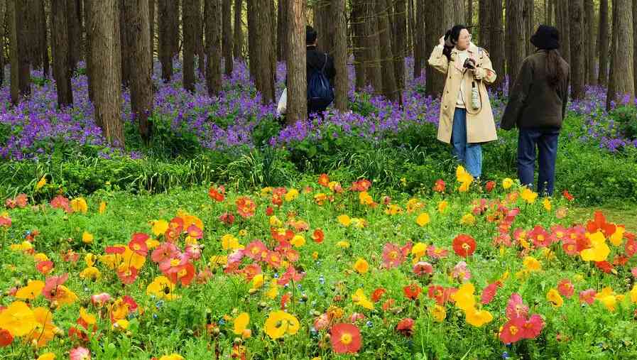 都市森林百花展在共青森林公園舉行，吸引市民遊客前來打卡.jpeg