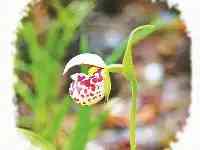 國家級珍稀瀕危植物紫點杓蘭再現大興安嶺