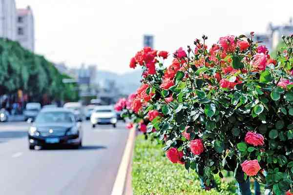 （報紙稿件）昆明100多條鮮花大道讓“春（13628888）-20220508073614_副本.jpg