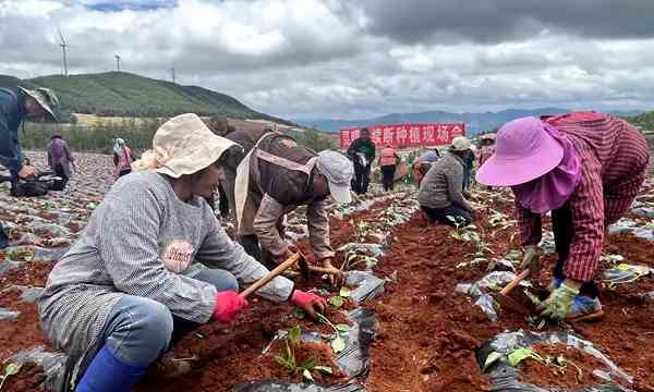 （報版稿·昆新頭條）推動中藥材全產業鏈發（13978837）-20220616085530.jpg