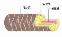 頭髮“吹幹”和“自然幹”哪個好？我們一直搞錯了，難怪頭油脫髮