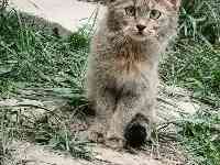 救護國家一級保護野生動物荒漠猫幼崽