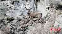 世界瀕危物種喜馬拉雅斑羚首次現身三江源地區
