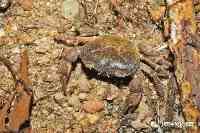 中山大學生科院團隊發現新物種“深圳巨腹蟹”