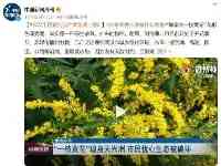 加拿大一枝黃花被“懸賞”！有上海市民發現家附近有類似植物，是它嗎？