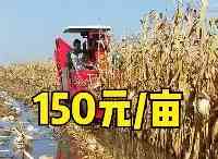 玉米收割費用翻倍，去年一畝60-80元，今年一畝150元，發生了啥？