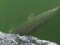 誰放的？泉州景區小湖出現大型肉食魚，遊客：至少一米長、幾十斤