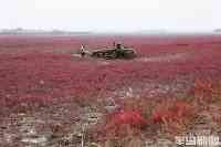 膠州灣洋河入海口濕地野生堿蓬草大面積變紅俯瞰猶如紅海灘