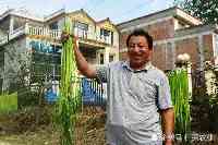 亳州農民種植30天就能收穫的“速生”蔬菜，在大城市受歡迎