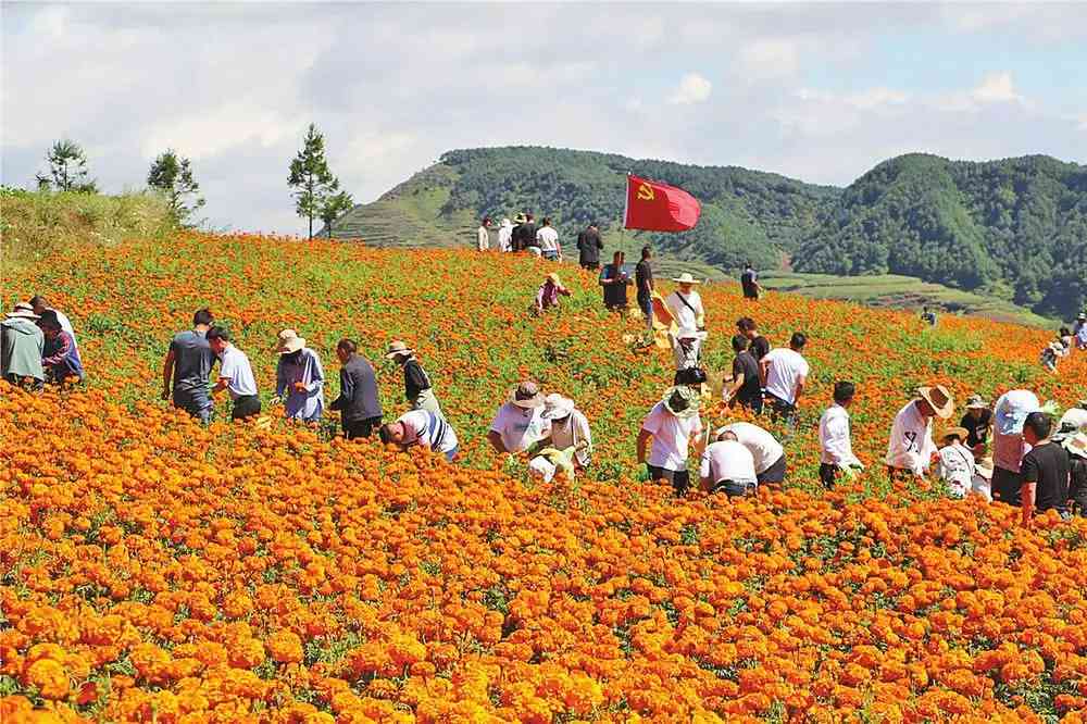 魯甸縣卯家灣安置點黨員幹部幫助羣衆採摘萬壽菊.jpg