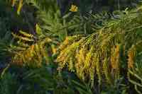 湖北發現“生態殺手”，加拿大一枝黃花耐旱，為何不在沙漠種植？