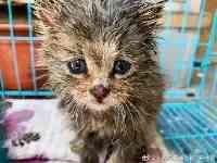 青海湖國家級自然保護區管理局成功救助一隻荒漠猫幼崽