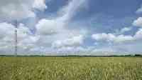 海南：單季畝產突破1100公斤！重繪我國雜交水稻畝產新高