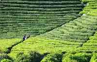 中國有哪些富硒茶？這四個地區最出名