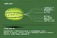 硒砂瓜曾上奧運會，為何有地方開始禁止種植了？未來還能吃到嗎？