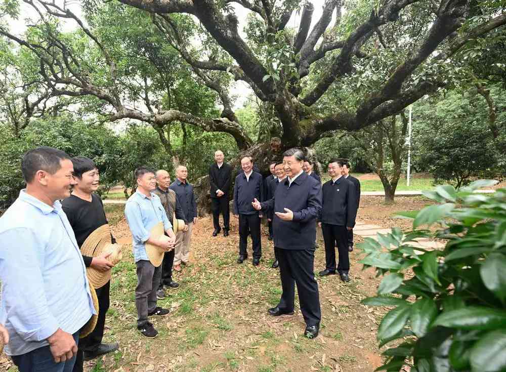 11日下午，習近平在茂名高州市根子鎮柏橋村荔枝種植園，同現場科技人員親切交流。.jpeg