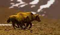 西藏發現“黃金神獸”，藏身冰川之中，全球不足300頭，極其罕見