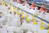 福建南平：中國白羽肉雞新品種的誕生地