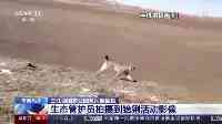 “中型猛獸”猞猁現身三江源國家公園